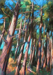Lumière tamisée de la forêt