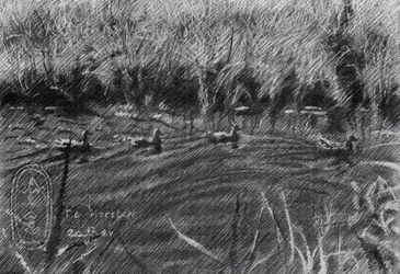 Des canards dans les roseaux