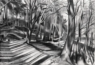 Ombres sur un sentier forestier