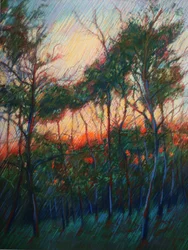 Lueur du coucher de soleil dans la forêt