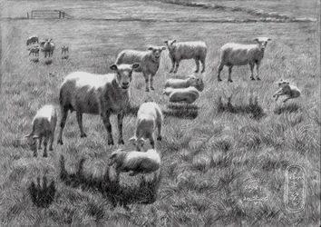 Dessin représentant un paisible pâturage de moutons