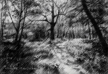 Sentier forestier ombragé