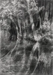 Ruisseau forestier ombragé