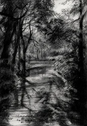 Ruisseau forestier ombragé