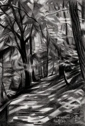 Sentier forestier ensoleillé