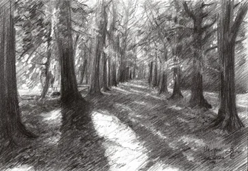 Sentier forestier ensoleillé