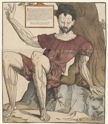 Les veines du corps humain