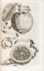 Pomme d