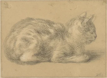Chat assis, vers la droite