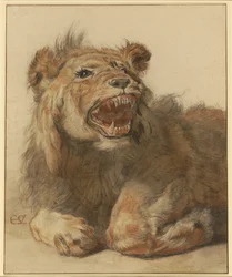 Un lion qui grogne