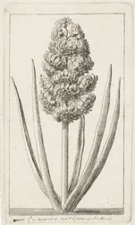 Hyacinthe