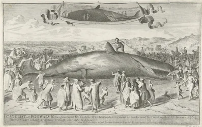 Cachalot échoué près d