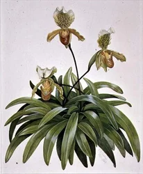 Orchidée Sabot de Vénus du Népal (Paphiopedilum insigne)