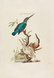 Nederlandsche vogelen: selon leur ménage, nature et caractéristiques, 1770-1829