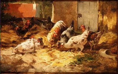 Poules dans une grange