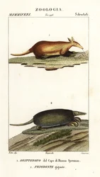 Oryctérope et tatou géant