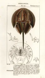 Limule de l