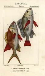 Grunt rayé, Pomadasys furcatus 1, et poisson-écureuil, Holocentrus ascensionis 2