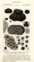 Truffe noire, Tuber melanosporum