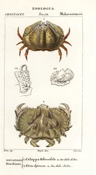 Crabe boîte et crabe Aethra