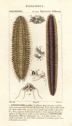 Vers à soies ou souris de mer