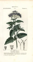 Brume de papillon, Ageratum corymbosum