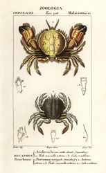 Crabe circulaire et crabe nageur