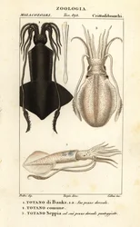 Calmar clubhook, calmar européen et seiche