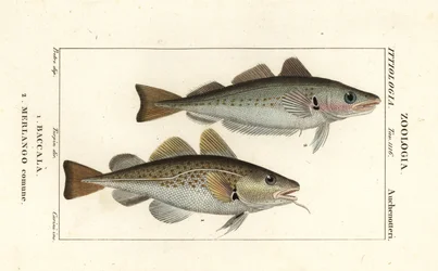 Morue, Gadus morhua, Baccala 1 et merlan, Merlangius merlangus, Merlango comune 2