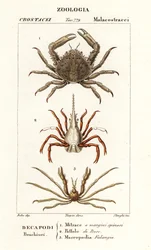 Crabe flèche et crabe araignée de Leach