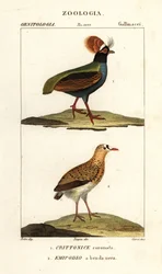 Perdrix huppée et turnix