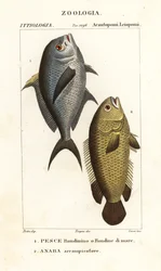 Poisson demoiselle, Chromis chromis, et poisson grimpeur, Anabas testudineus