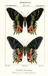 Papillon de coucher de soleil d