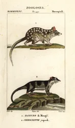 Quoll oriental et opossum aquatique