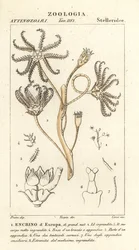 Crinoïde éteint Encrinus, Encrino d
