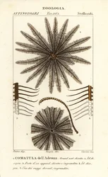 Comatule, Oligometrides adeonae, Comatula adeonae, Comatula dell’Adeona