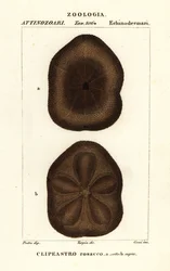 Clypeaster rosaceus