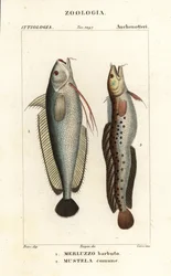 Barbue, Phycis phycis 1 et lotte à cinq barbes, Ciliata mustela