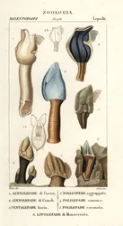 Bernacles