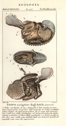 Argonaute commun, Argonauta argo