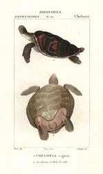 Tortue verte, Chelonia mydas En danger