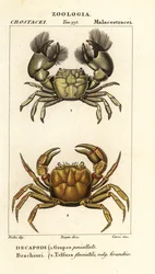Hemigrapsus penicillatus et Potamon fluviatile