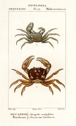 Crabe fantôme cornu et crabe zombie