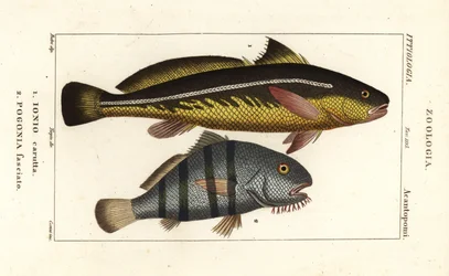 Karut croaker, Johnius carutta, Ionio carutta 1 et tambour noir, Pogonias cromis, Pogonias fasciatus, Pogonia fasciato 2
