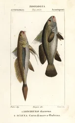 Lonchurus lanceolatus et Argyrosomus regius