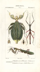 Mante, insecte feuille, insecte bâton, etc.