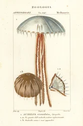Méduse lune, Aurelia crenulata
