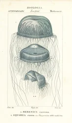 Méduse à œil nu, Berenix euchroma 1 et méduse cristal, Aequorea cyanea 2