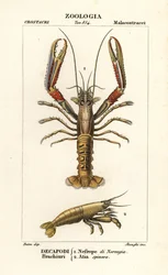 Langoustine et crevette