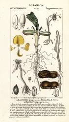 Arachide ou cacahuète, Arachis hypogaea